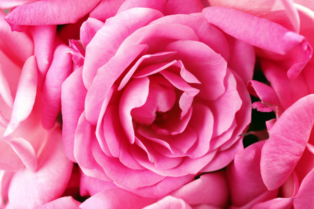 美丽的粉红玫瑰特写