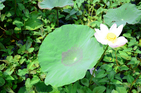 在池塘中的莲花