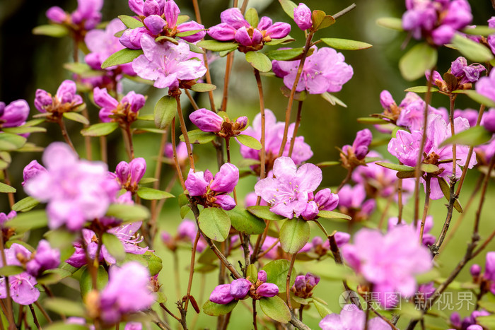 杜鹃开花布什