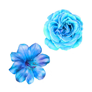 蓝玫瑰和蒙娜莉萨的花朵