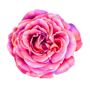 紫玫瑰花语图片