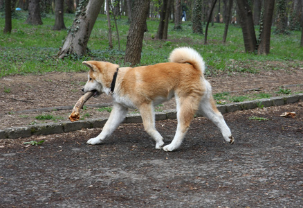 秋田 inu 小狗