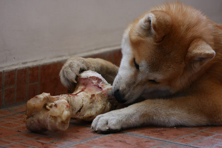 秋田 inu 小狗