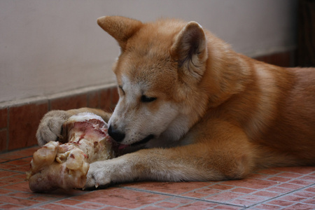 秋田 inu 小狗