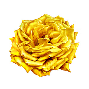 黄色玫瑰花卉