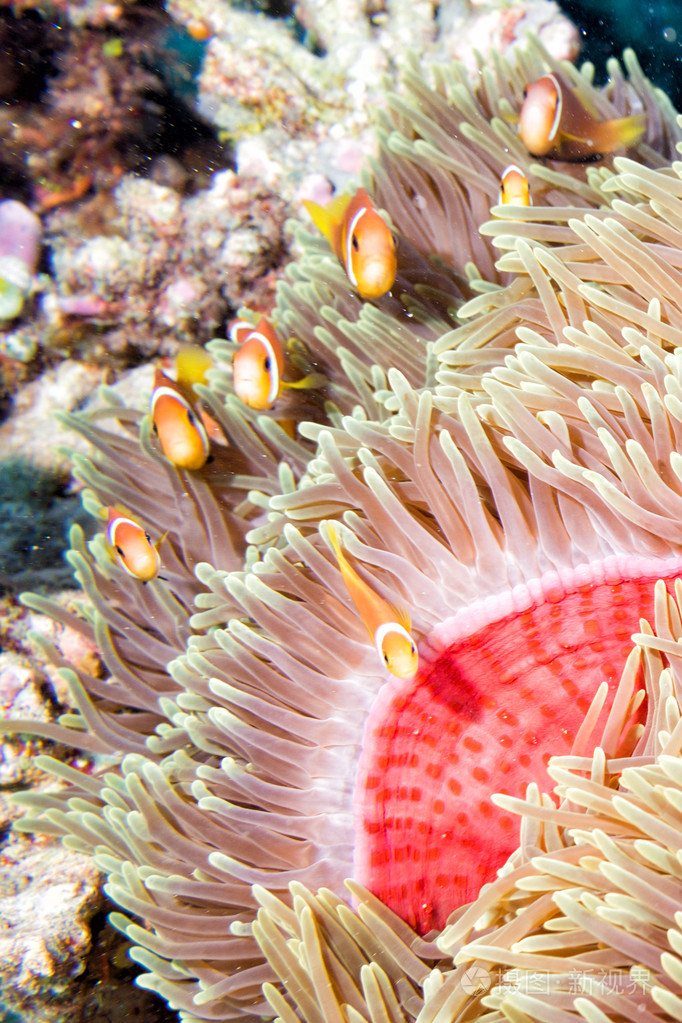 在海葵中的小丑鱼