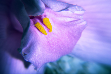 花粉在紫色的花。宏观