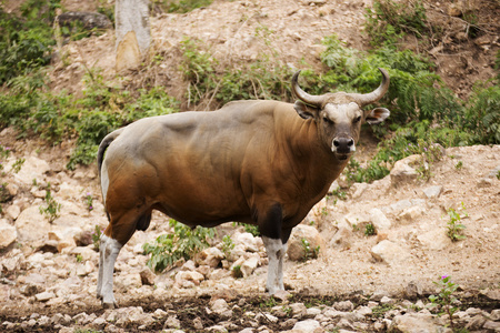 野生牛