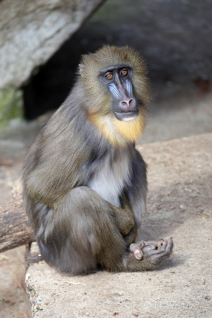 山魈坐在石头上