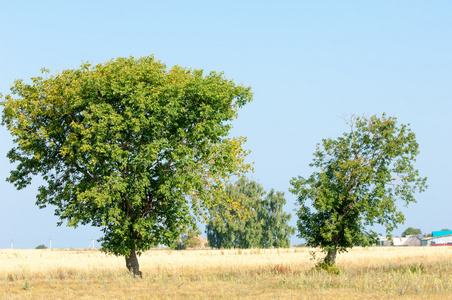 一棵树。 谷物田。 鞑靼斯坦俄罗斯