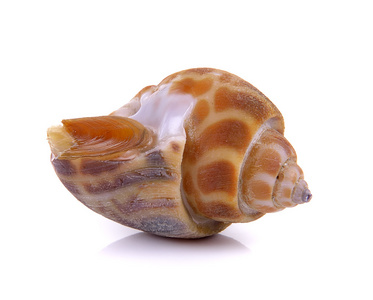 方斑螺孤立在白色背景上的斑点的巴比伦照片