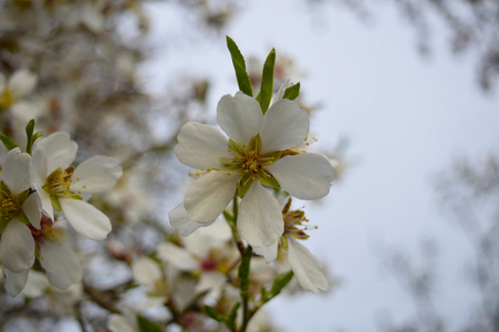 杏仁开花