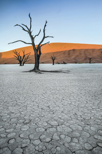 Deadvlei，纳米比亚