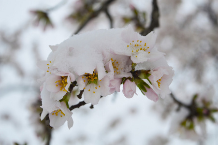 对杏仁雪芽