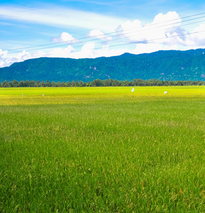 在越南南部稻田