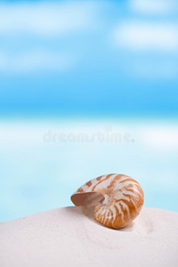 阳光下佛罗里达海滩白色沙滩上的鹦鹉螺壳