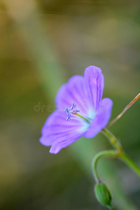 蓝色丁香花特写