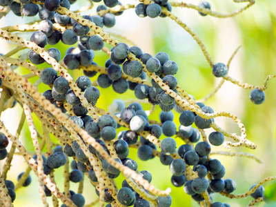 巴西莓树巴西莓照片