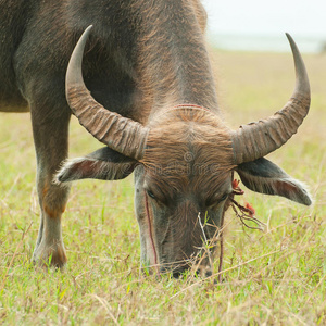 friesian 萨希瓦尔或 kasargod 侏儒养殖的野生奶牛, 在白色背景下被