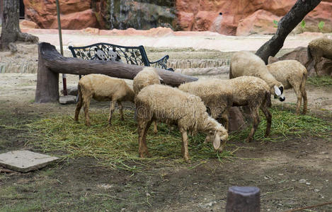 一群羊在吃蔬菜