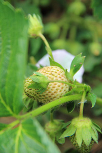 绿草莓