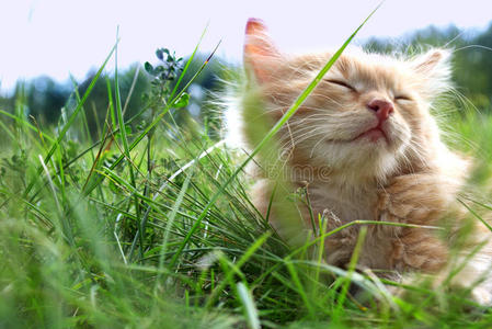 绿草上的小猫