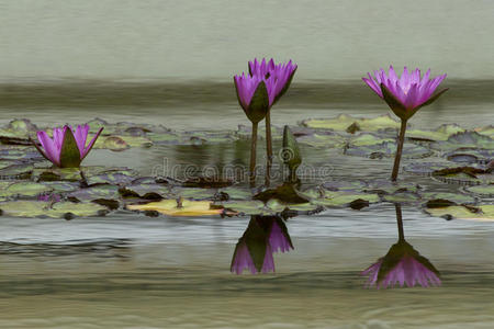 睡莲花在水面上的倒影