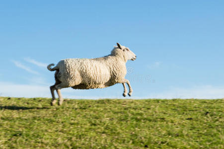 甜蜜的羔羊奔跑的绵羊照片