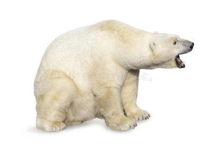 北极熊的爪子图片