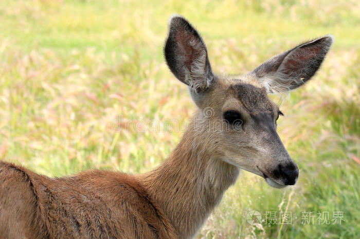 美丽的 公园 新生儿 哺乳动物 白尾鹿 站立 斑比 宝贝