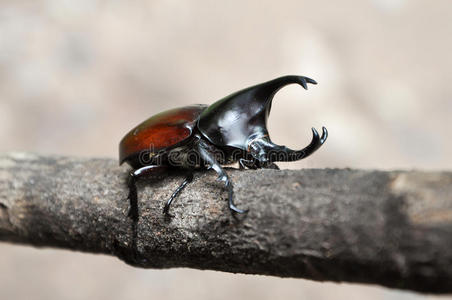 犀牛甲虫水臭虫图片