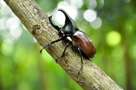 犀牛甲虫水臭虫图片