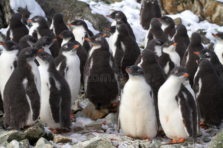 旅游业 野生动物 企鹅 冬天 春天 南极洲 动物 冒险 自然