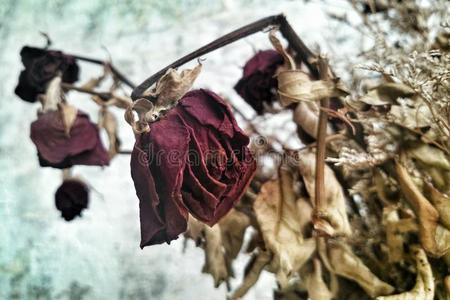 干燥的玫瑰花图片