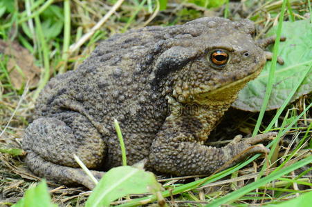 中华大蟾蜍图片