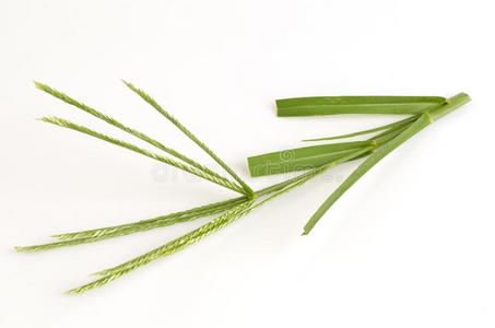 eleusine鹅草,前脚草,钢丝草,庭院草(eleusine indica(l.)gaertn).