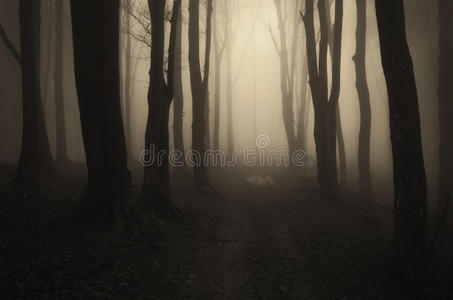 在一片雾蒙蒙的神秘森林里的小路