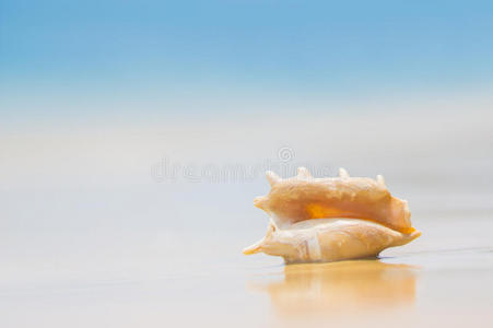 沙滩上有着元宝莲贝壳的海滩。热带p