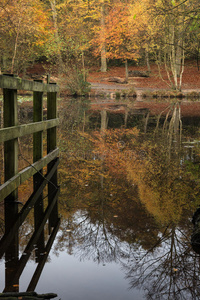 美丽而充满活力的秋天林地在平静的湖水中倒流