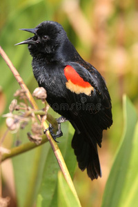 雄性红翅黑鸟