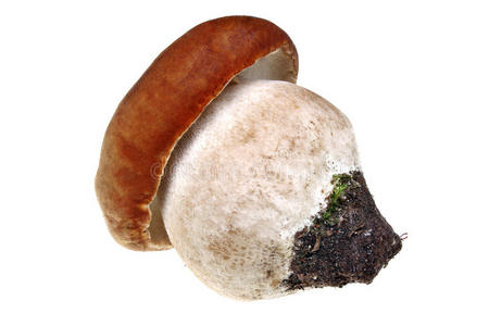 蘑菇牛肝菌