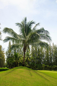 泰国高尔夫球场边上的椰子树。