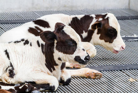 牛犊躺着的奶牛场。