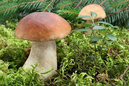 猎人 美味的 公司 秋天 饮食 发髻 国王 栗褐色 蘑菇