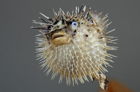 珍珠鸡河豚图片-珍珠鸡河豚素材-珍珠鸡河豚插画-摄图新视界