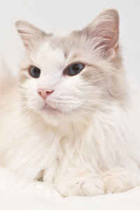 白猫，白眼睛蓝