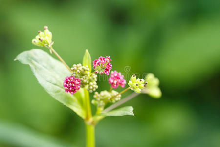 特写粉红色的草花