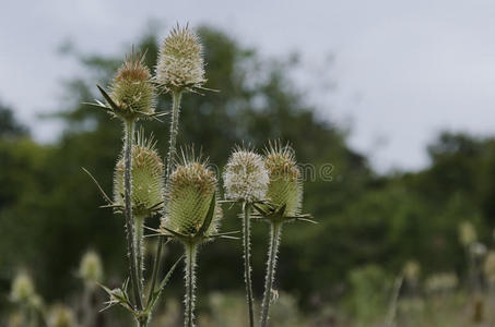 荆棘丛生(dispacus sylvestris)照片