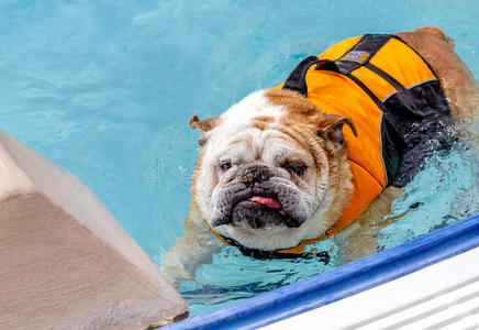 狗在公共游泳池游泳
