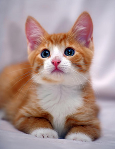 可爱的姜黄色小猫,蓝眼睛照片